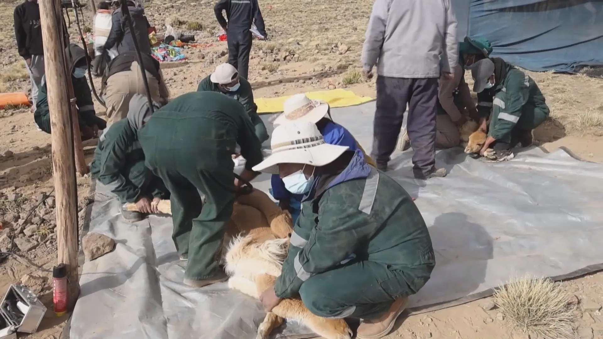 Bộ lông Vicuña có giá 340-350 USD/kg, đòi hỏi kỹ thuật xén lông chuyên nghiệp để giữ chất lượng