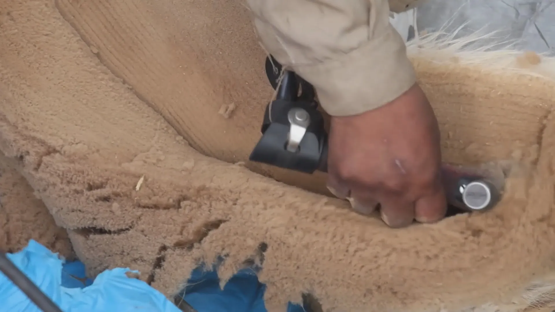 Ngày nay, chính quyền Peru khuyến khích cộng đồng tiếp tục duy trì Chaccu, nhưng phải tuân thủ các quy định về bảo vệ và đối xử nhân đạo với động vật
