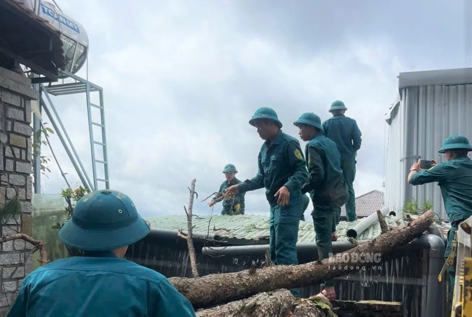 Cây thông cổ thụ bật gốc đổ vào nhà dân tại phường Xuân Trường - Đà Lạt. Ảnh: Hậu Nguyễn - Lao Động