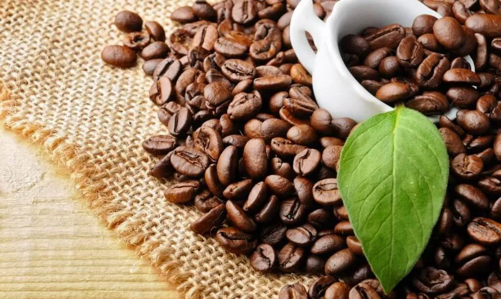 Giá cà phê ngày 7/9: Giá cà phê trong nước giảm
