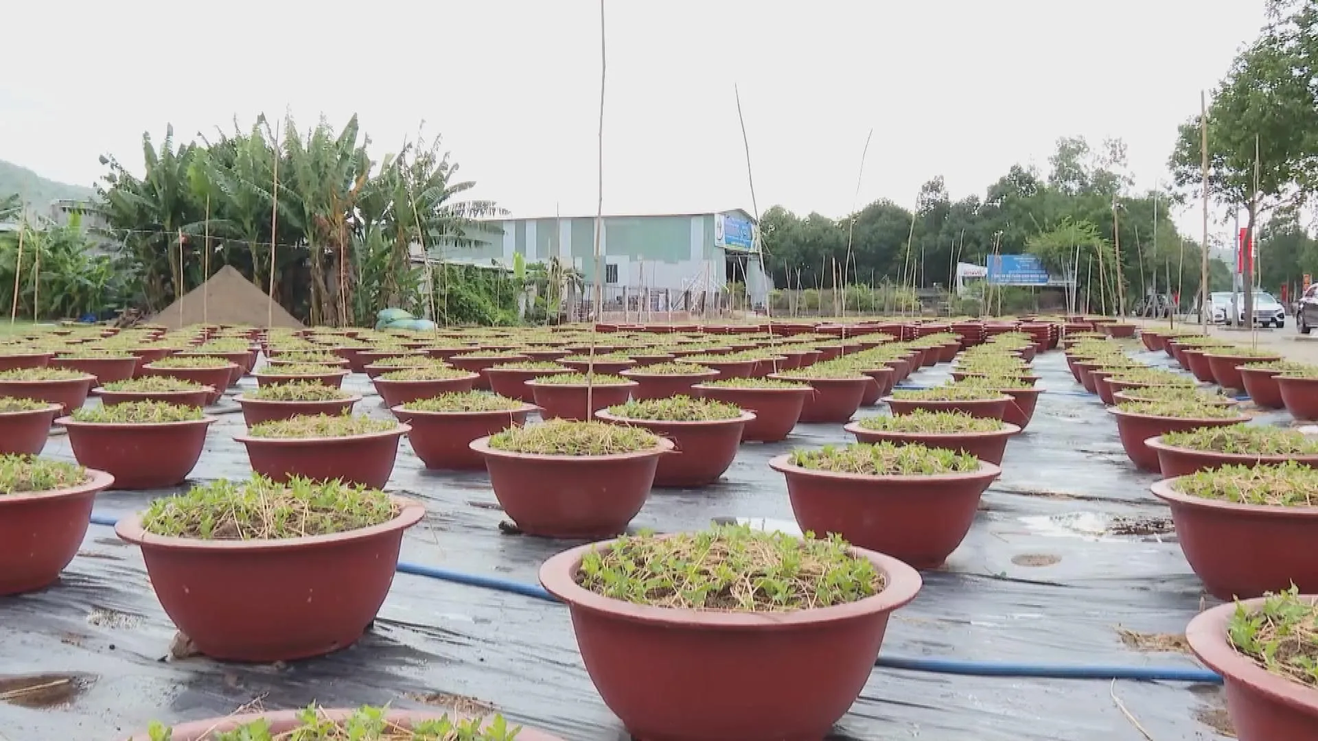 Làng hoa Kim Dinh sẵn sàng tất bật vào mùa hoa Tết - Ảnh 1. Làng hoa Kim Dinh sẵn sàng tất bật vào mùa hoa Tết - Ảnh 1.
