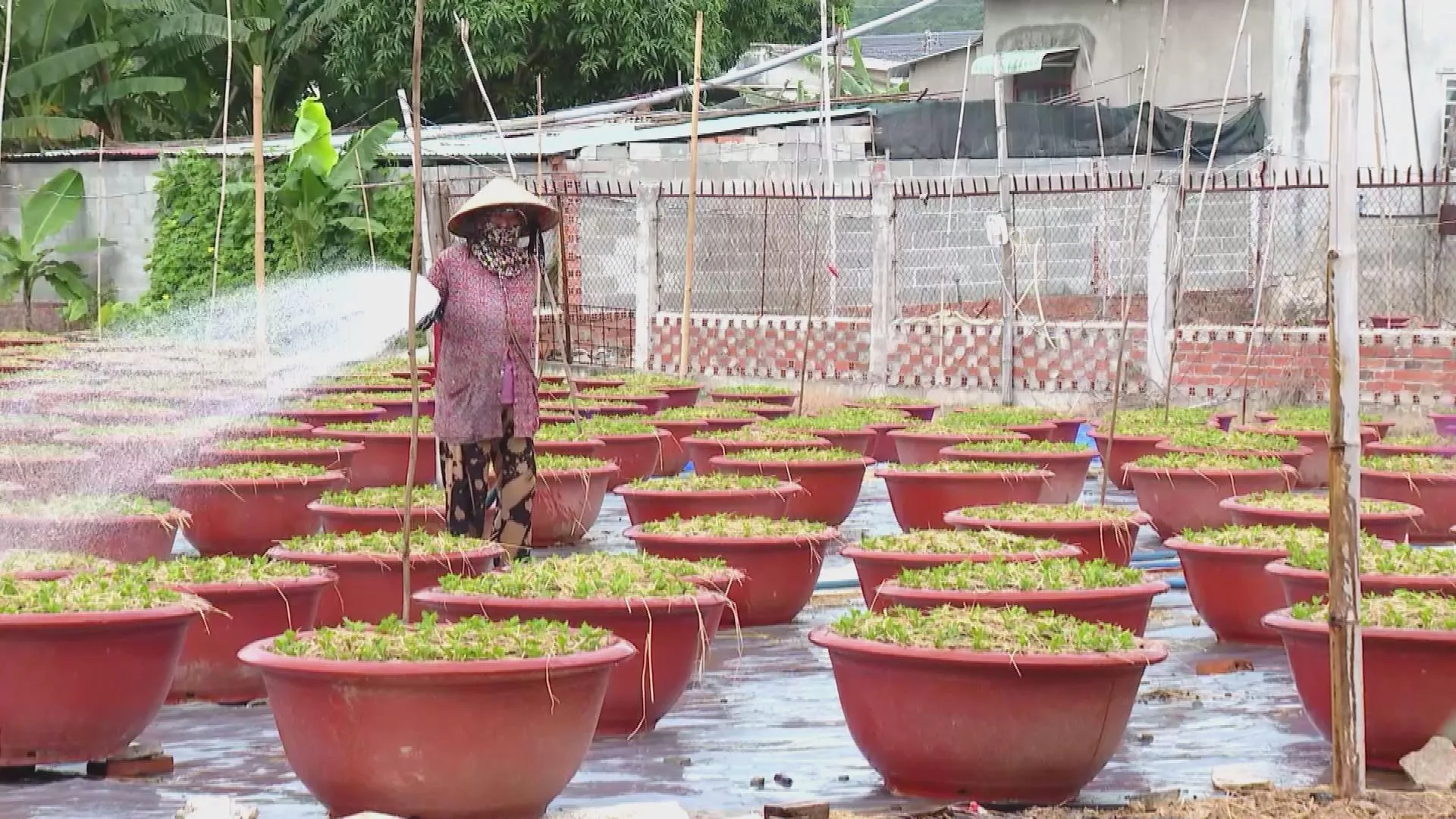 Làng hoa Kim Dinh sẵn sàng tất bật vào mùa hoa Tết - Ảnh 2. Làng hoa Kim Dinh sẵn sàng tất bật vào mùa hoa Tết - Ảnh 2.