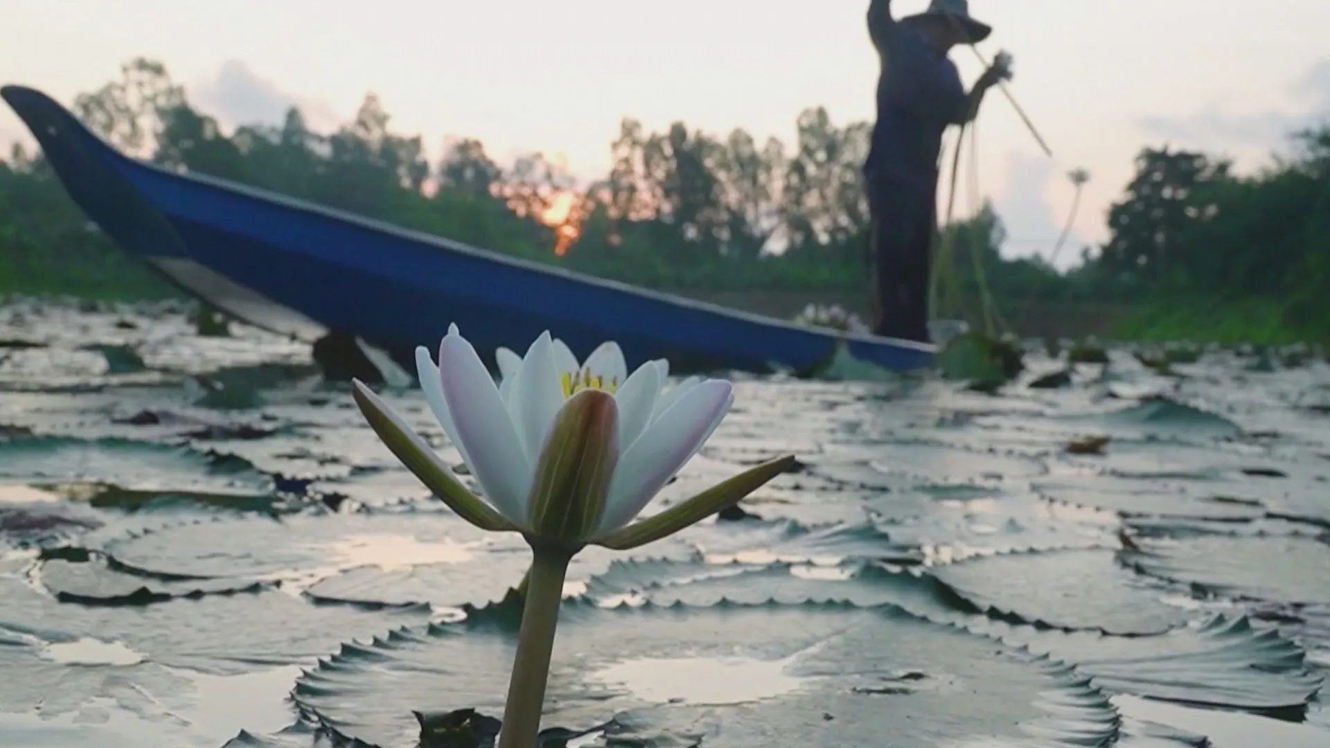 60 Giây Sáng ngày 8/9/2026 | Người dân miền Tây thu nhập ổn định nhờ bông súng mùa nước nổi - Ảnh 1.