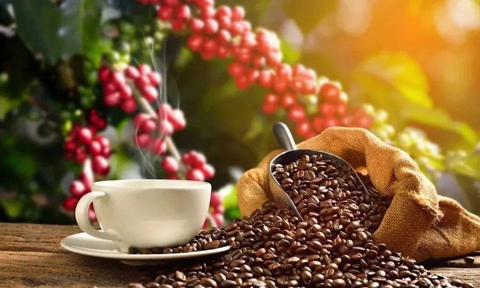Giá cà phê ngày 10/9: Giá cà phê trong nước tăng