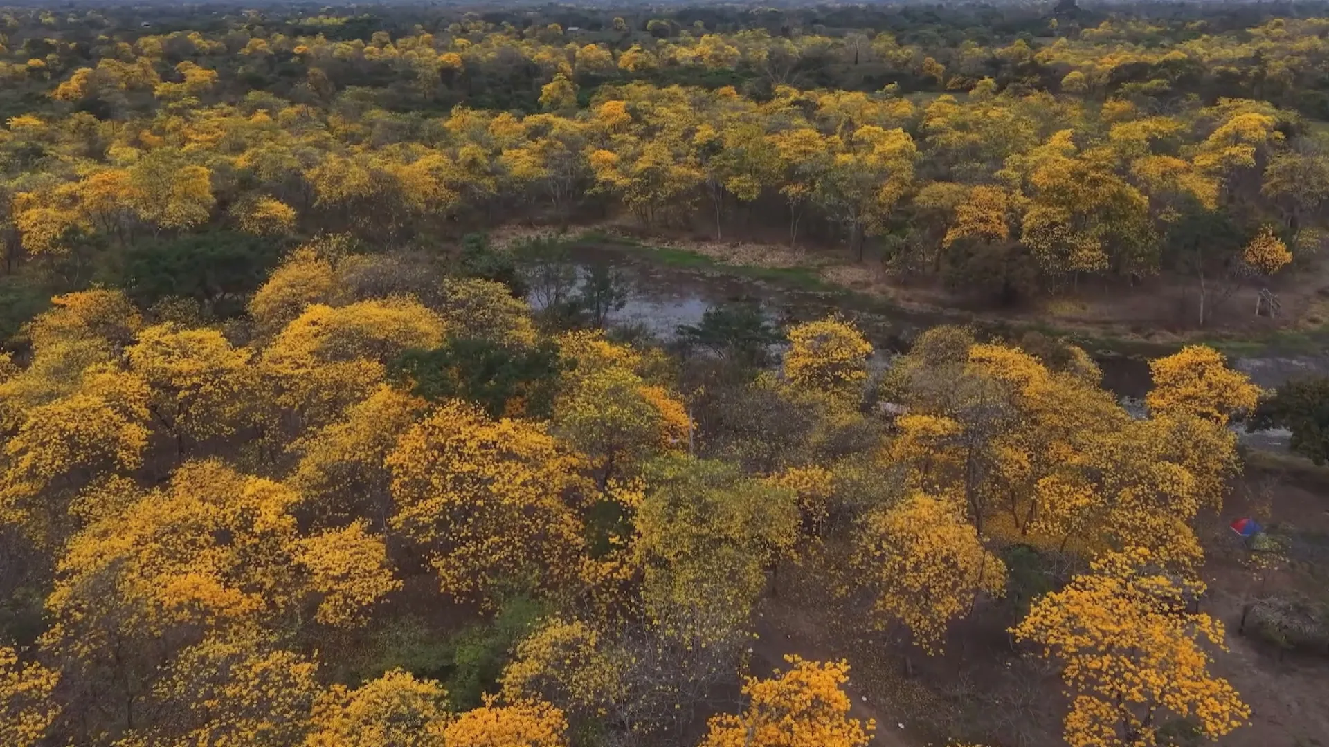 Ecuador: Cây Guayacan bất ngờ nở hoa sớm hơn mọi năm do El Nino - Ảnh 2. Ecuador: Cây Guayacan bất ngờ nở hoa sớm hơn mọi năm do El Nino - Ảnh 2.