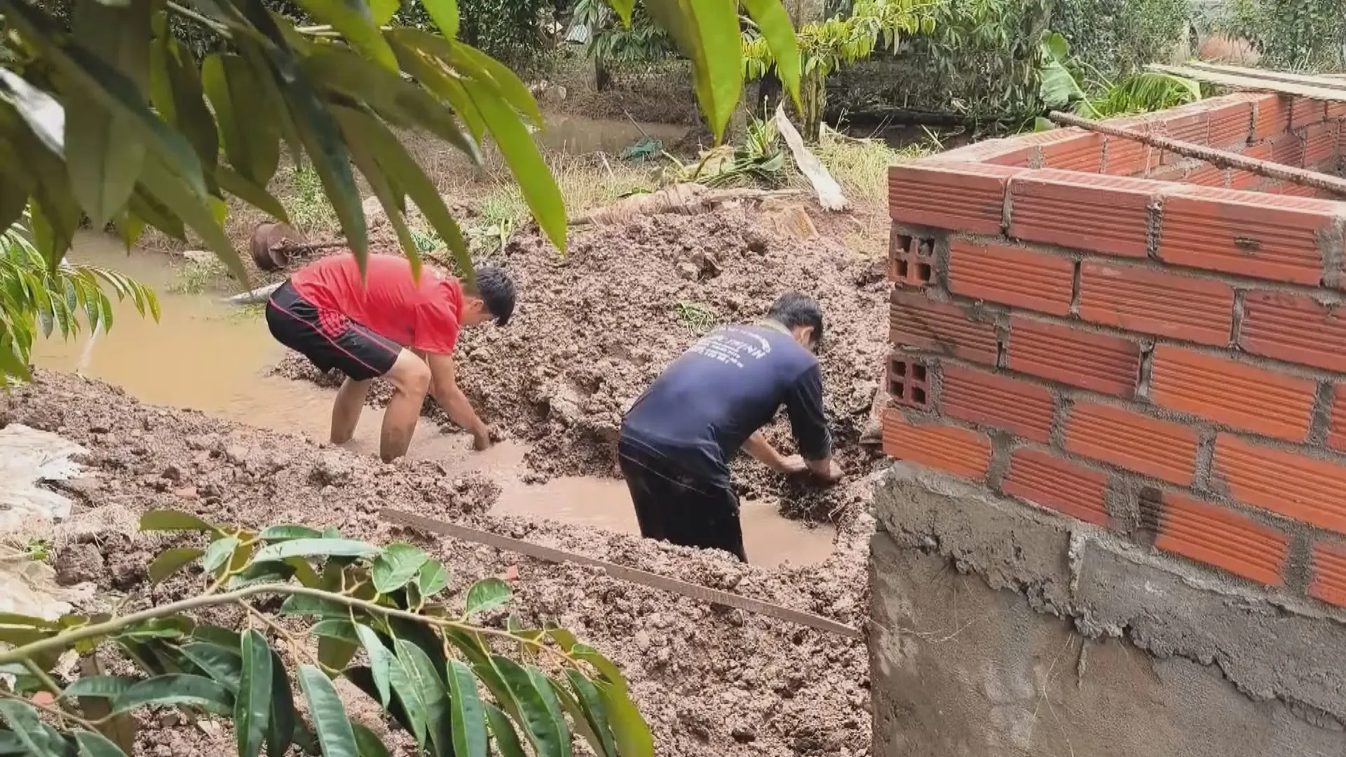 Triều cường làm sạt lở đê bao, ngập hơn 15 ha vườn cây ở Tân Phú  - Ảnh 1.