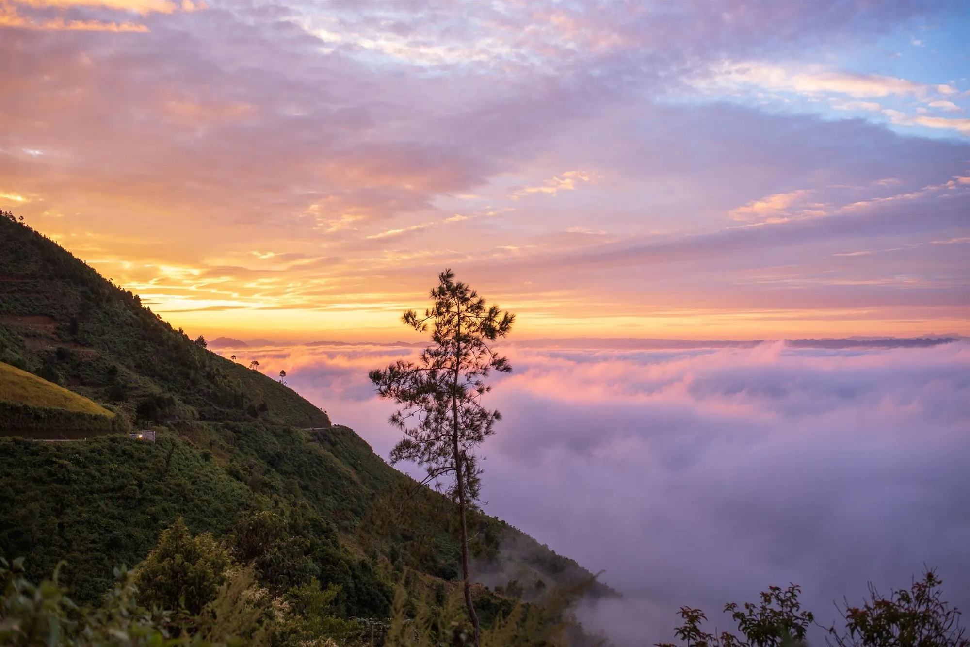   Bình Liêu đón mùa hoa sở trắng tinh khôi phủ kín những ngọn đồi , hay mây trắng trên bồng bềnh dệt trên miền biên viễn Hoành Mô