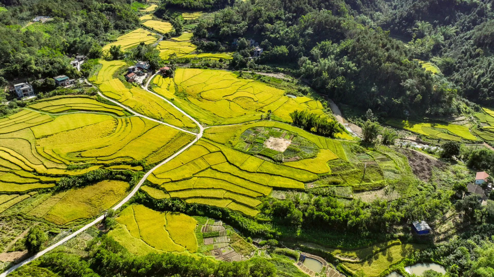   Bình Liêu đón mùa hoa sở trắng tinh khôi phủ kín những ngọn đồi , hay mây trắng trên bồng bềnh dệt trên miền biên viễn Hoành Mô