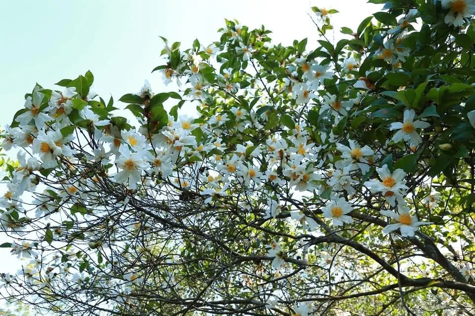   Bình Liêu đón mùa hoa sở trắng tinh khôi phủ kín những ngọn đồi , hay mây trắng trên bồng bềnh dệt trên miền biên viễn Hoành Mô