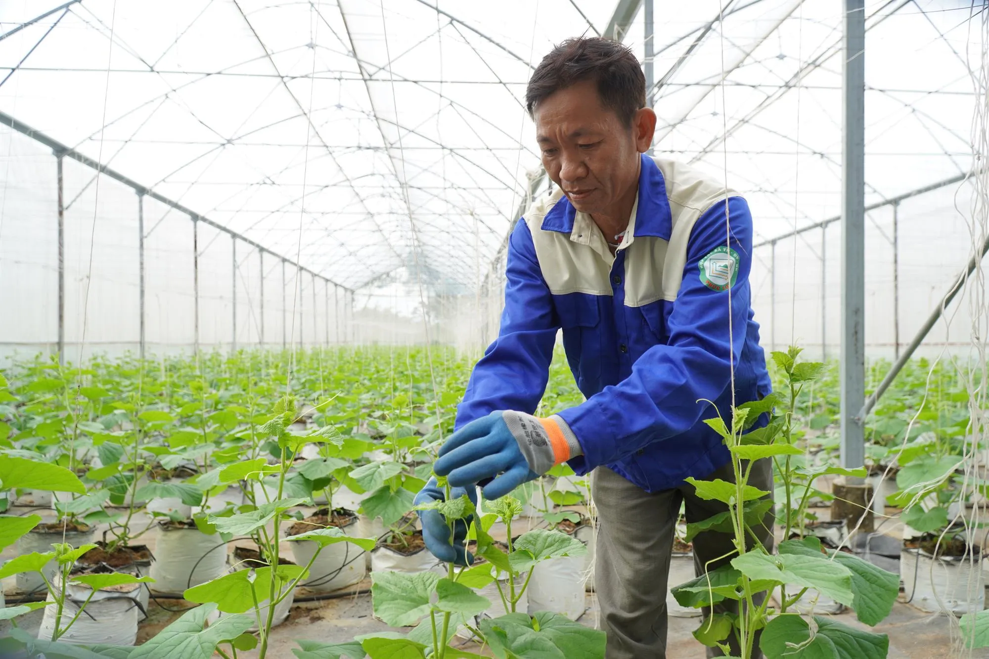 Quy trình chăm sóc dưa lưới khép kín, kiểm soát chặt chẽ các khâu nhằm bảo đảm chất lượng và an toàn sản phẩm.