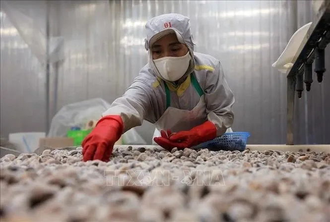 Chính sách thuế cần chuyển sang ‘nâng cấp năng lực doanh nghiệp Việt’