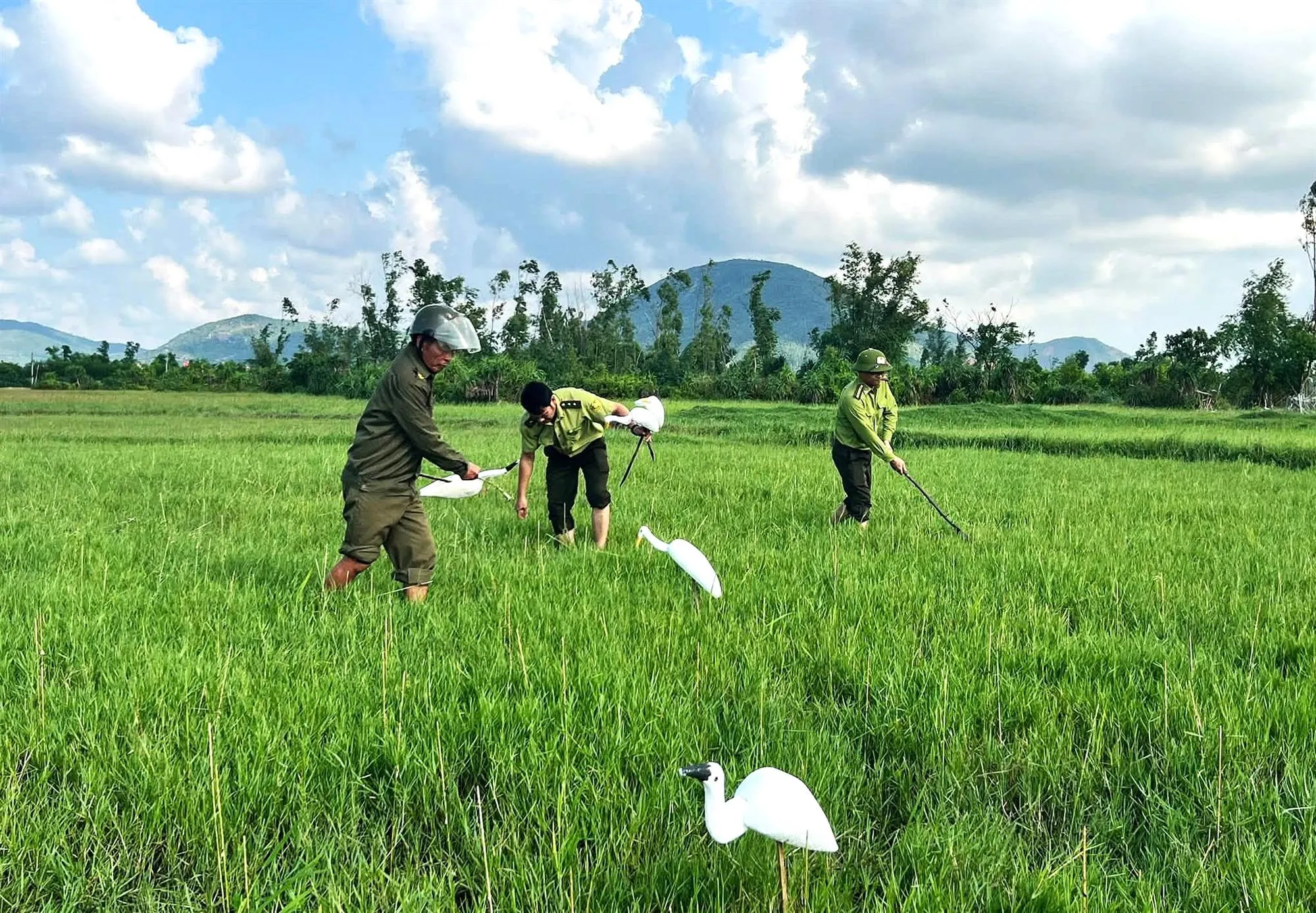 Cán bộ kiểm lâm cùng thành viên lực lượng bảo vệ an ninh cơ sở dẹp nạn bẫy bắt chim trời trên cánh đồng xã Cẩm Trung - Ảnh: TTO