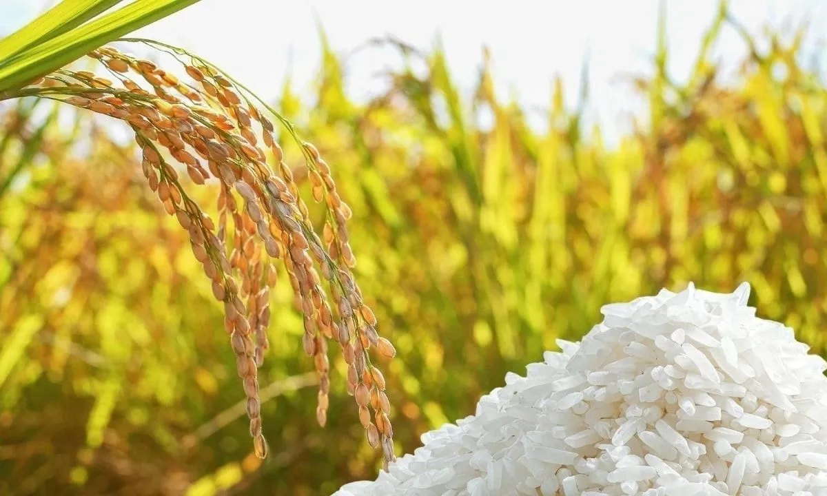 Giá lúa gạo ngày 21/9: Tiếp tục ổn định