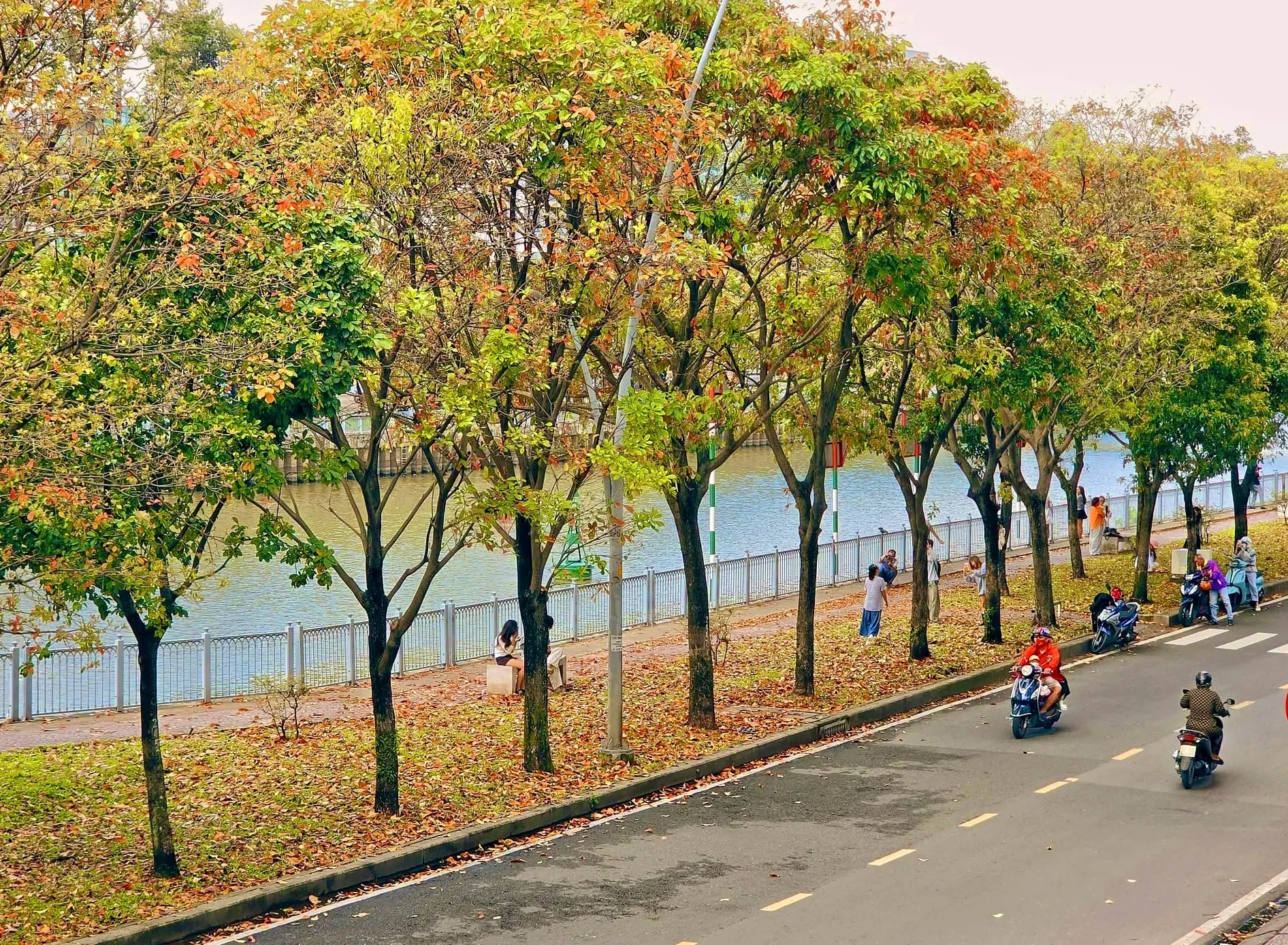 Người trẻ tranh thủ ghi lại khoảnh khắc hàng cây ven kênh Nhiêu Lộc - Thị Nghè vào mùa thay lá (Ảnh: Thế Hiển)