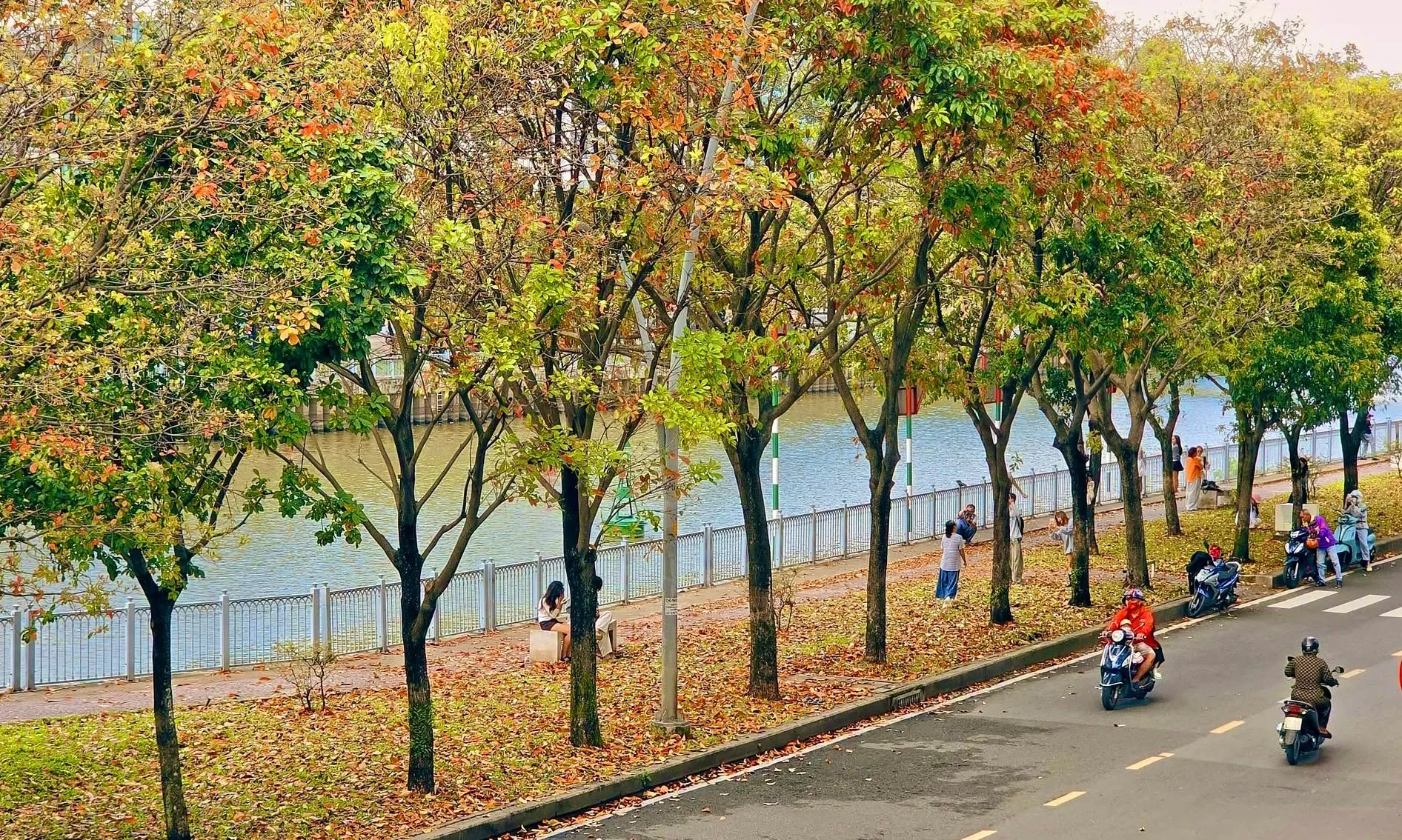 TP. Hồ Chí Minh: Giới trẻ rủ nhau săn lá vàng trên con đường ven kênh