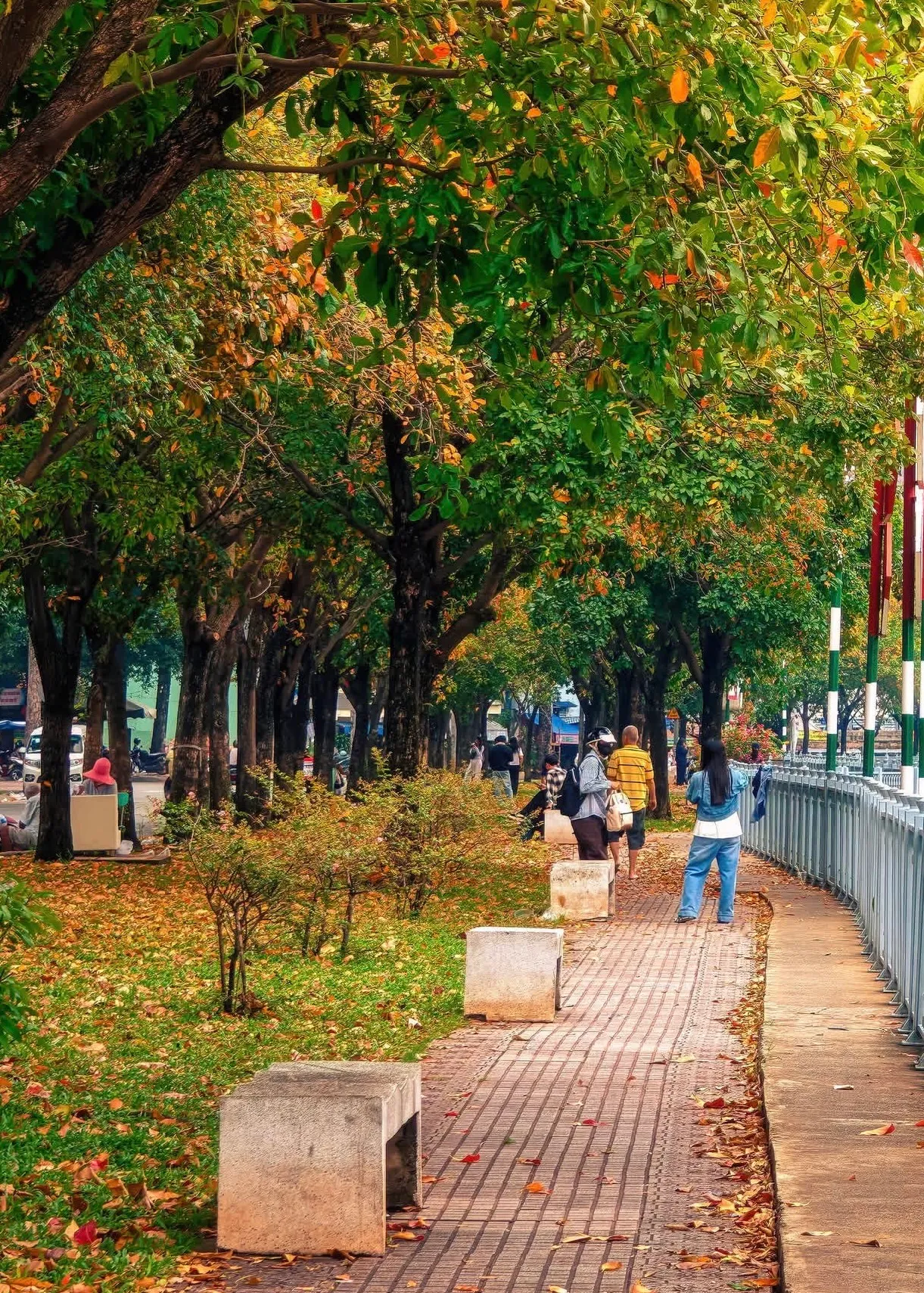 Sắc vàng phủ dọc tuyến Hoàng Sa - Trường Sa, biến cung đường quen thuộc thành một “background mùa thu” được giới trẻ săn tìm (Ảnh: Trần Phương)