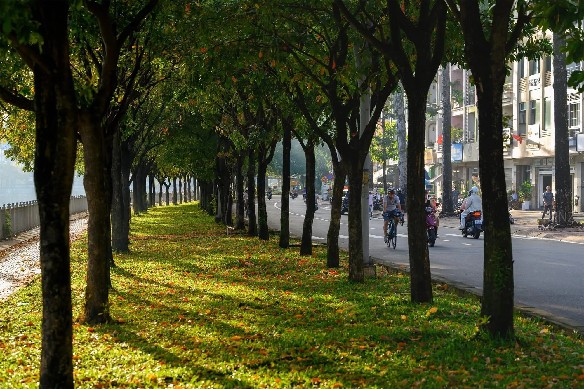 Những tán cây thay lá phủ sắc vàng dọc tuyến đường Hoàng Sa - Trường Sa (Ảnh: Anh Minh)