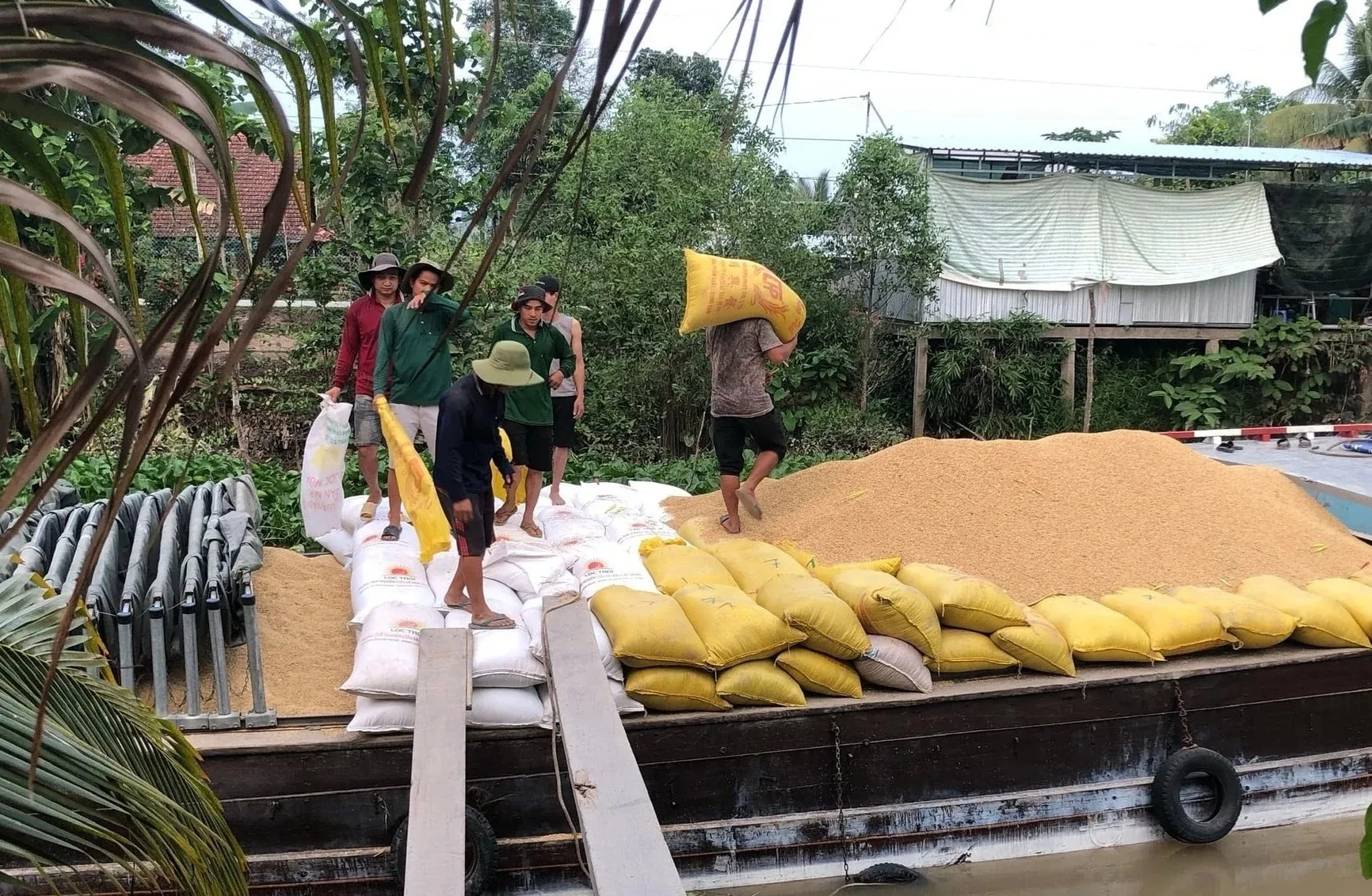 Lúa - gạo - thu mua - ĐBSCL - Ảnh Bộ Nông nghiệp và Môi trường