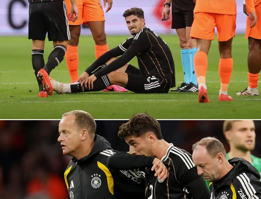 timber-havertz