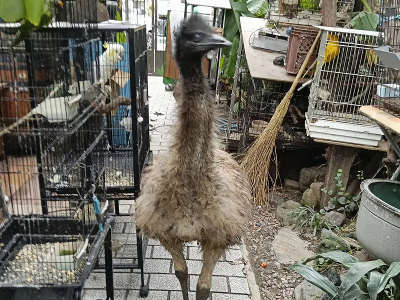 voh-da-dieu-emu-tron-khoi-so-thu-1