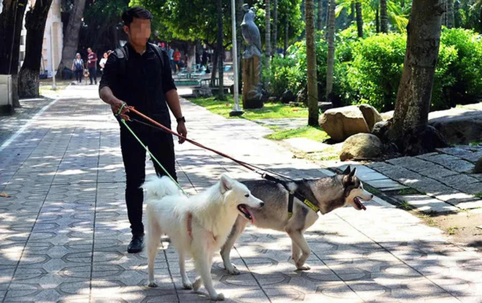 Người dân dắt chó đi dạo không đeo rọ mõm - Ảnh: Duyên Phan - TTO