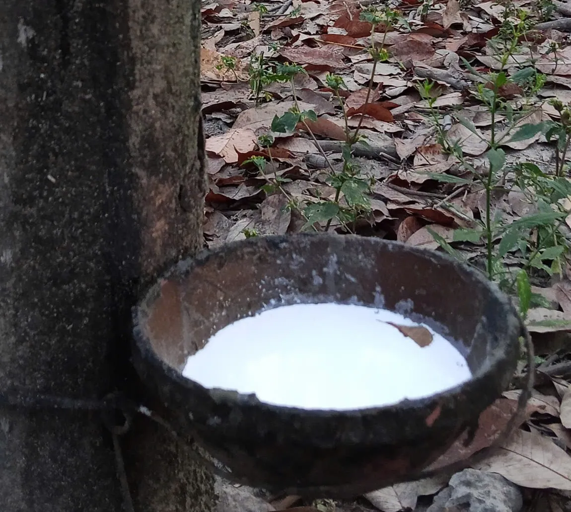 mủ cao su thumnail
