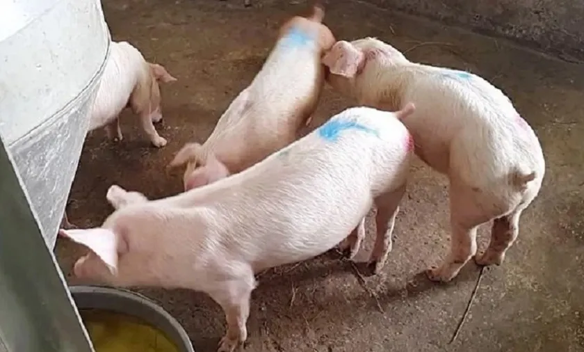 Giá heo hơi ngày 28/9: Giá heo hơi giảm tại ba miền, thấp nhất 56.000 đồng/kg