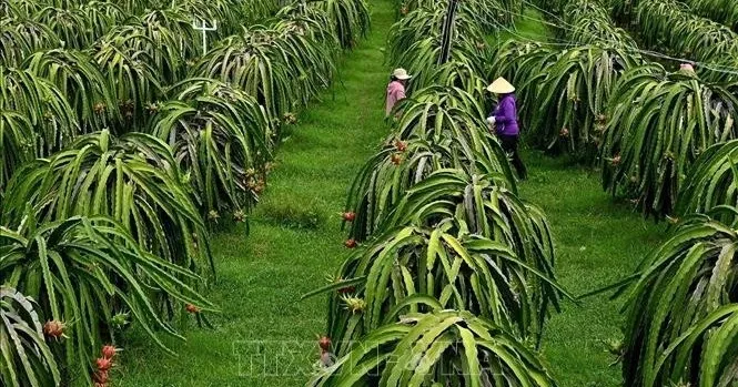 EU liên tục nâng chuẩn, nông sản Việt thay đổi từ vùng sản xuất