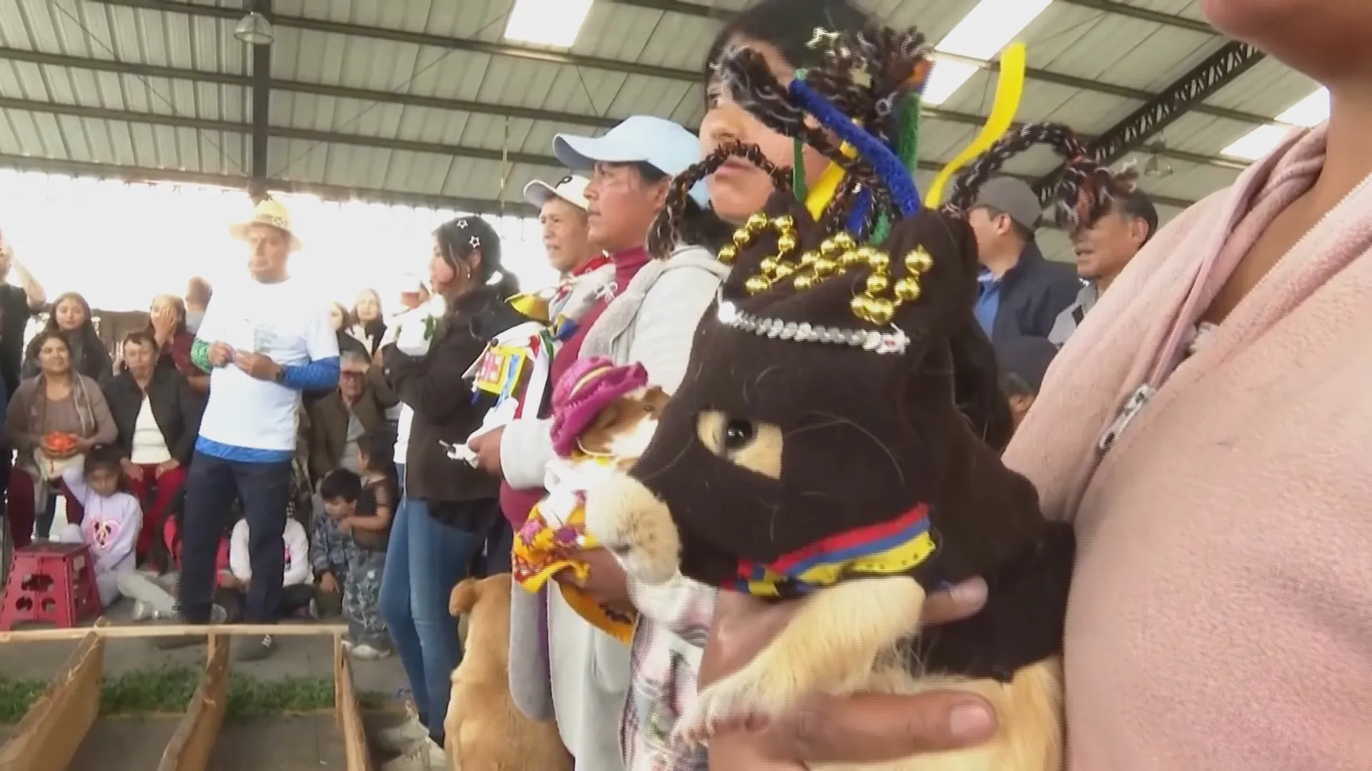 Ecuador: Giải đua và bầu chọn "hoa hậu" chuột lang - Ảnh 5. Ecuador: Giải đua và bầu chọn "hoa hậu" chuột lang - Ảnh 5.