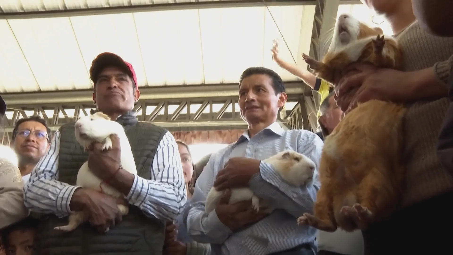 Ecuador: Giải đua và bầu chọn "hoa hậu" chuột lang - Ảnh 6. Ecuador: Giải đua và bầu chọn "hoa hậu" chuột lang - Ảnh 6.