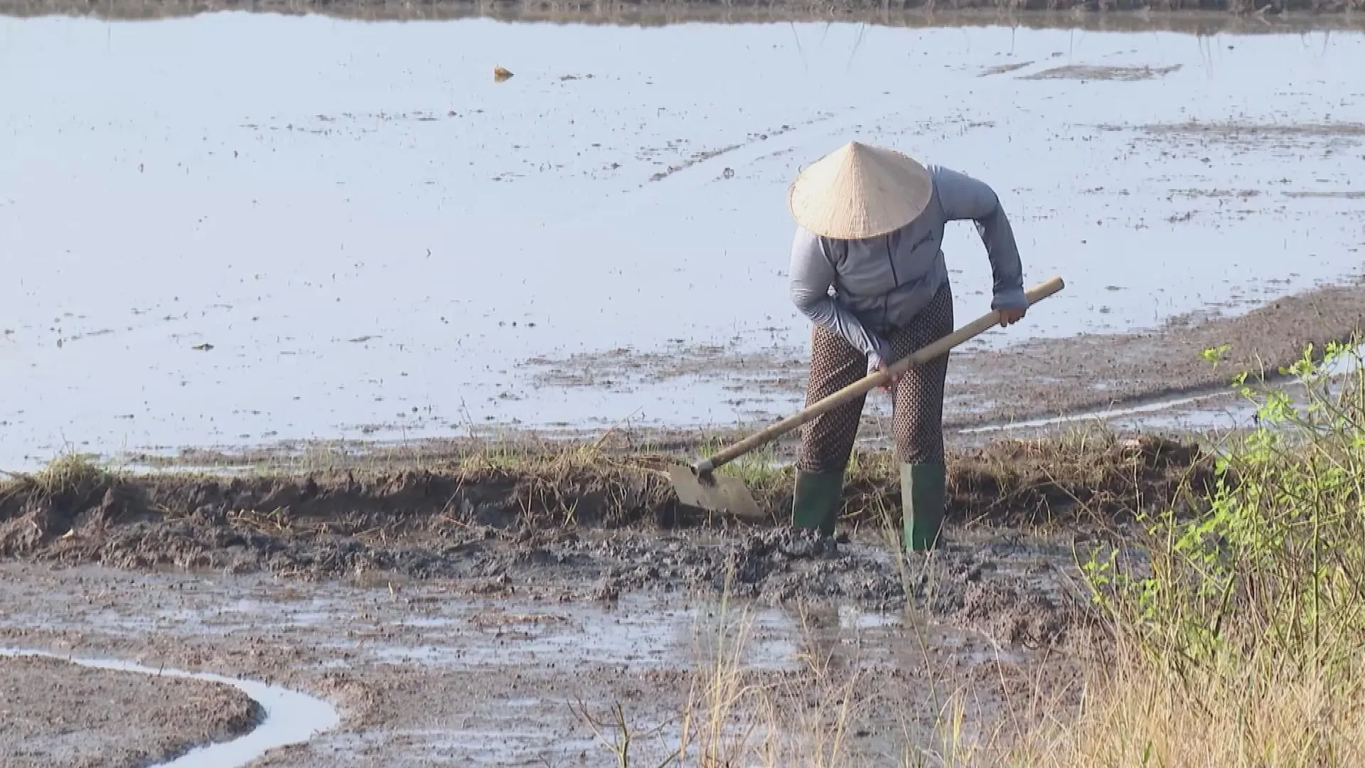 Khu vực phía Đông TP. Hồ Chí Minh khẩn trương khắc phục thiệt hại lúa mùa - Ảnh 3. Người nông dân tại xã Long Điền tích cực làm đất, chuẩn bị sẵn sàng điều kiện để gieo sạ lại cho gần 230 ha lúa bị hư hại hoàn toàn