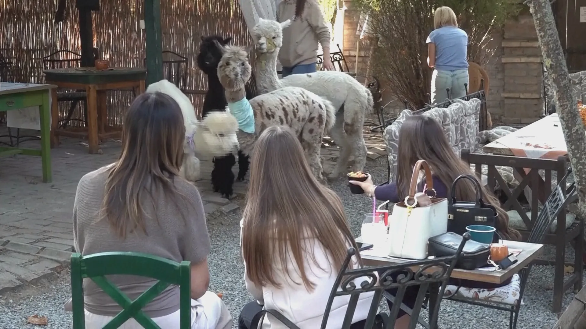 Lạc đà Alpaca làm nhân viên phục vụ trong quán cafe ở Serbia - Ảnh 1.