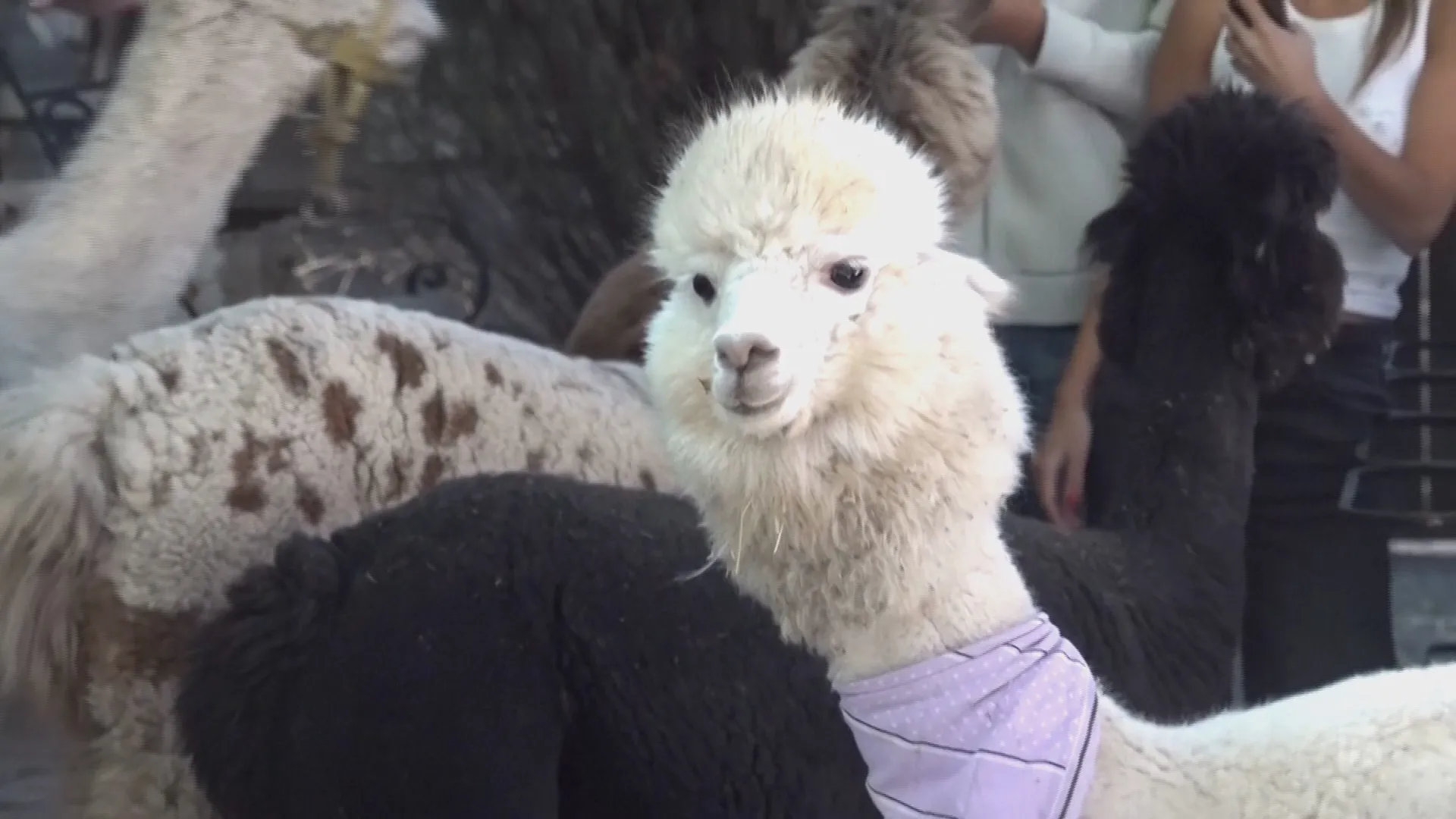 Lạc đà Alpaca làm nhân viên phục vụ trong quán cafe ở Serbia - Ảnh 2.