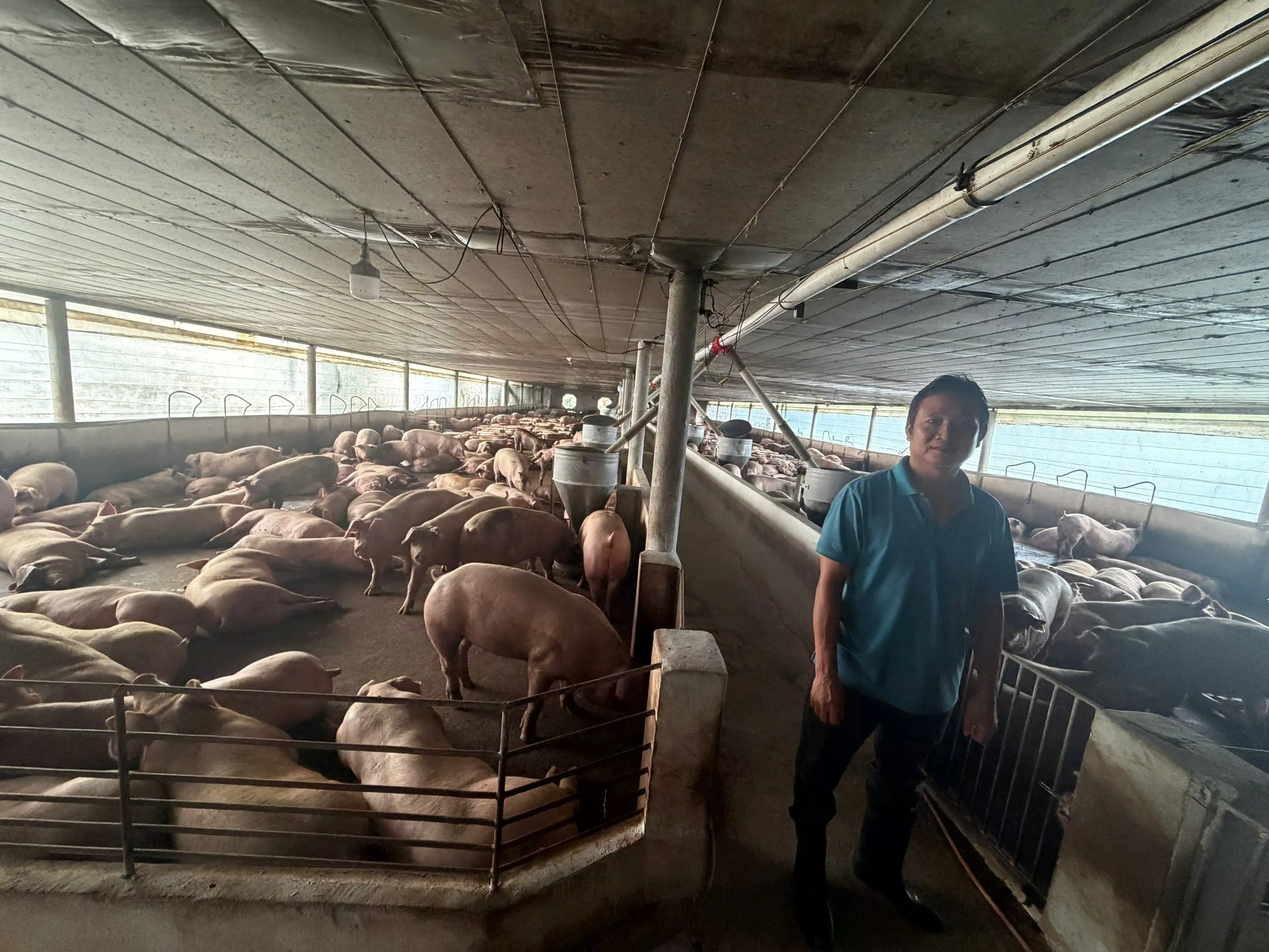 Triệt phá đường dây đưa hơn 10.000 tấn heo sử dụng chất cấm ra thị trường- Ảnh 7.