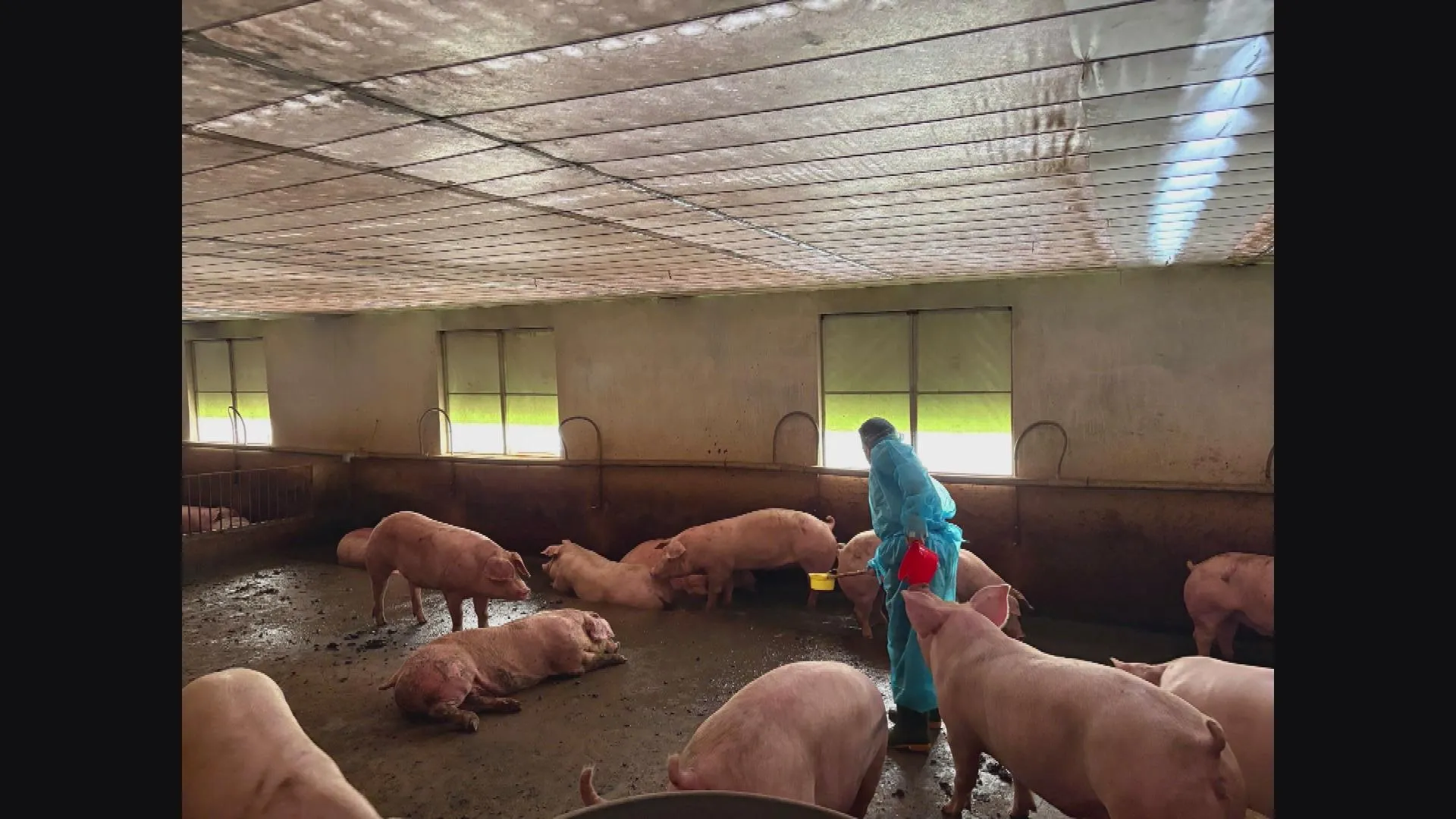 Hàng ngàn người về An Giang tưởng niệm 158 năm ngày giỗ Anh hùng dân tộc Nguyễn Trung | 60 Giây Sáng ngày 5/10/2026 - Ảnh 3. Cơ quan chức năng phát hiện 3.909 con heo, trọng lượng hơn 500 tấn, dương tính với chất cấm, và đã được lực lượng chức năng xử lý, tiêu hủy