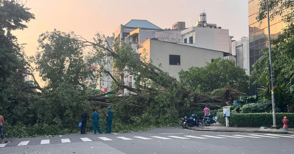 TP. Hồ Chí Minh: Cây lớn đổ gục tại giao lộ Đinh Tiên Hoàng - Nguyễn Phi Khanh