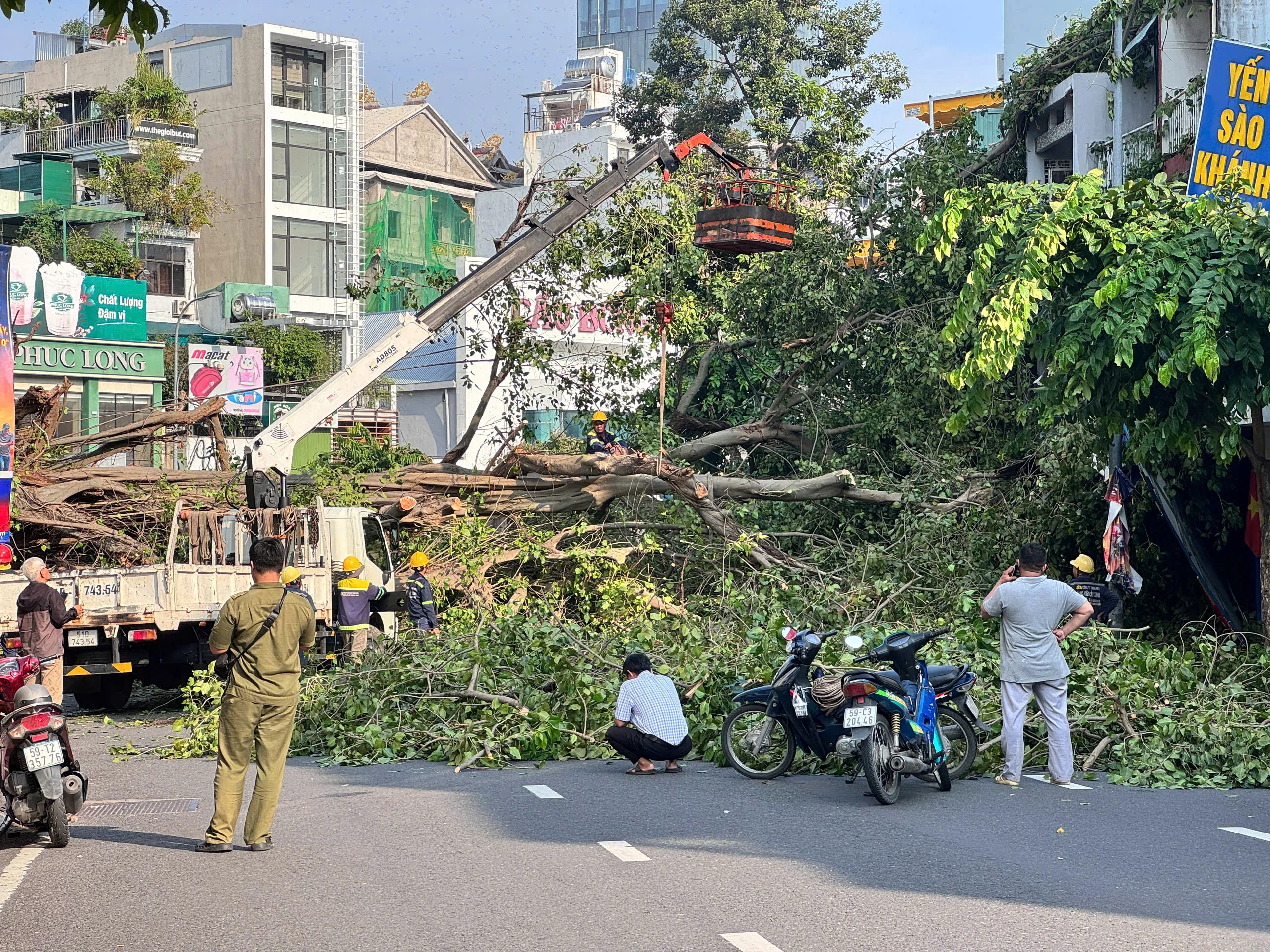 TP. Hồ Chí Minh: Cây lớn đổ gục tại giao lộ Đinh Tiên Hoàng - Nguyễn Phi Khanh  - Ảnh 1.
