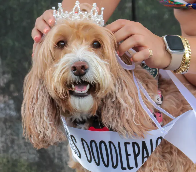 Chú chó đăng quang Miss Doodlepalooza