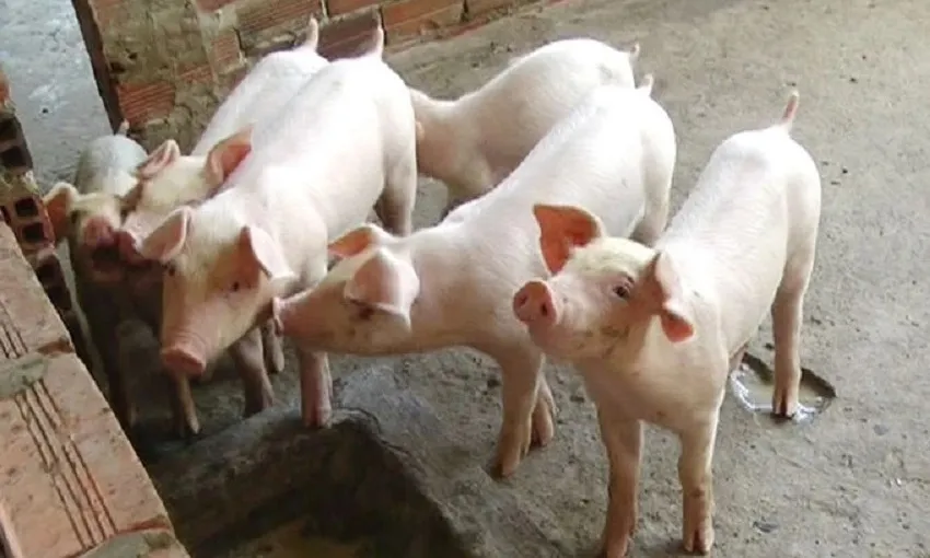 Ngày 8/10: Giá heo hơi giảm, thấp nhất 53.000 đồng/kg