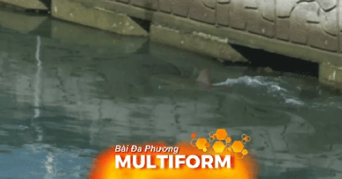 Cá mập ở Busan thu hút gần 20.000 người, giải cứu bất thành