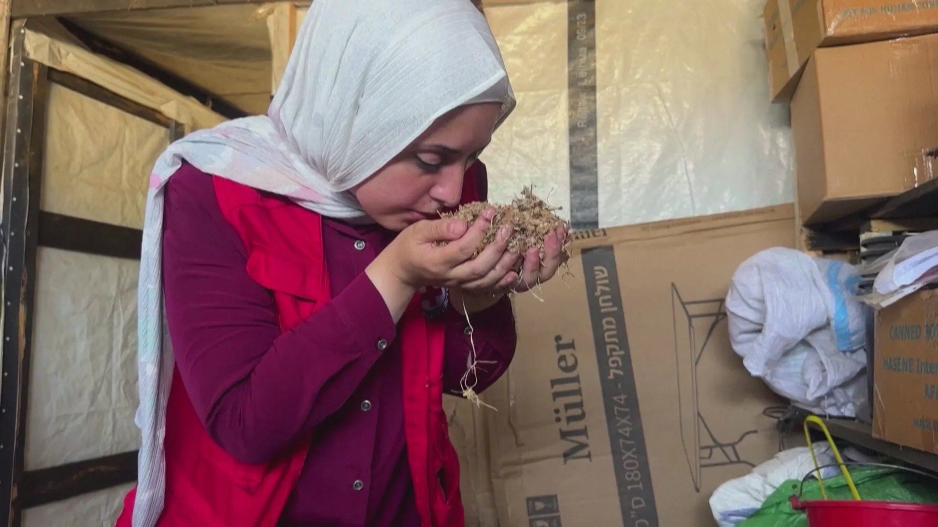 Gaza: nỗ lực bảo tồn nguồn giống cây trồng giữa đổ nát - Ảnh 1. Gaza: nỗ lực bảo tồn nguồn giống cây trồng giữa đổ nát - Ảnh 1.