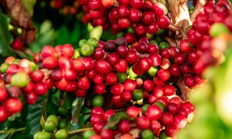 Giá cà phê ngày 11/10: Giá trong nước 92.200-93.000 đồng/kg
