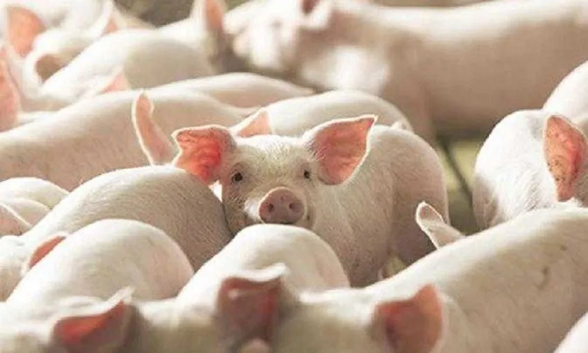 Giá heo hơi ngày 15/10: Nhiều nơi giảm, giá thấp nhất còn 50.000 đồng/kg