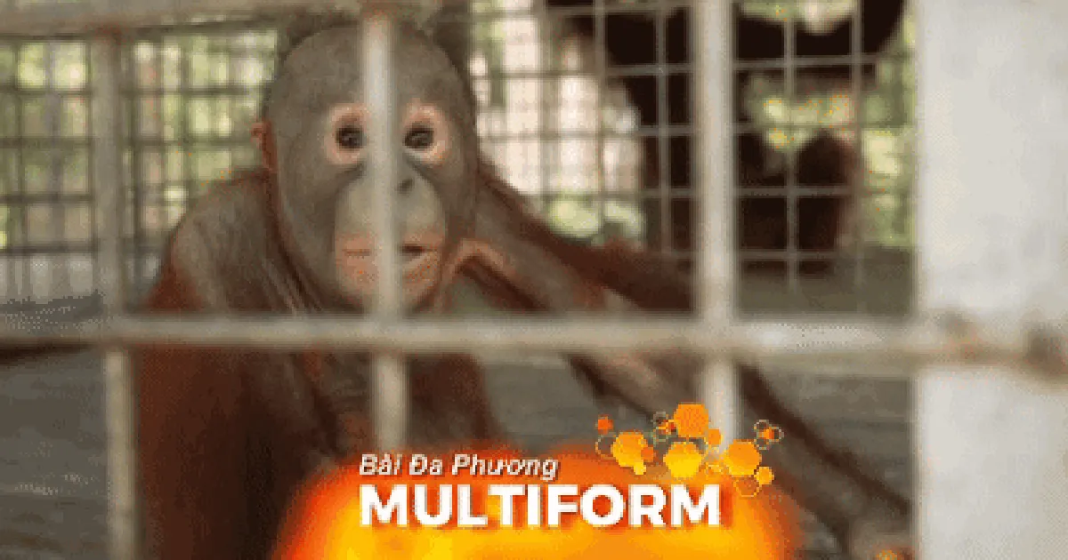 Indonesia: Chạy đua cứu đười ươi hoang dã khỏi biển lửa