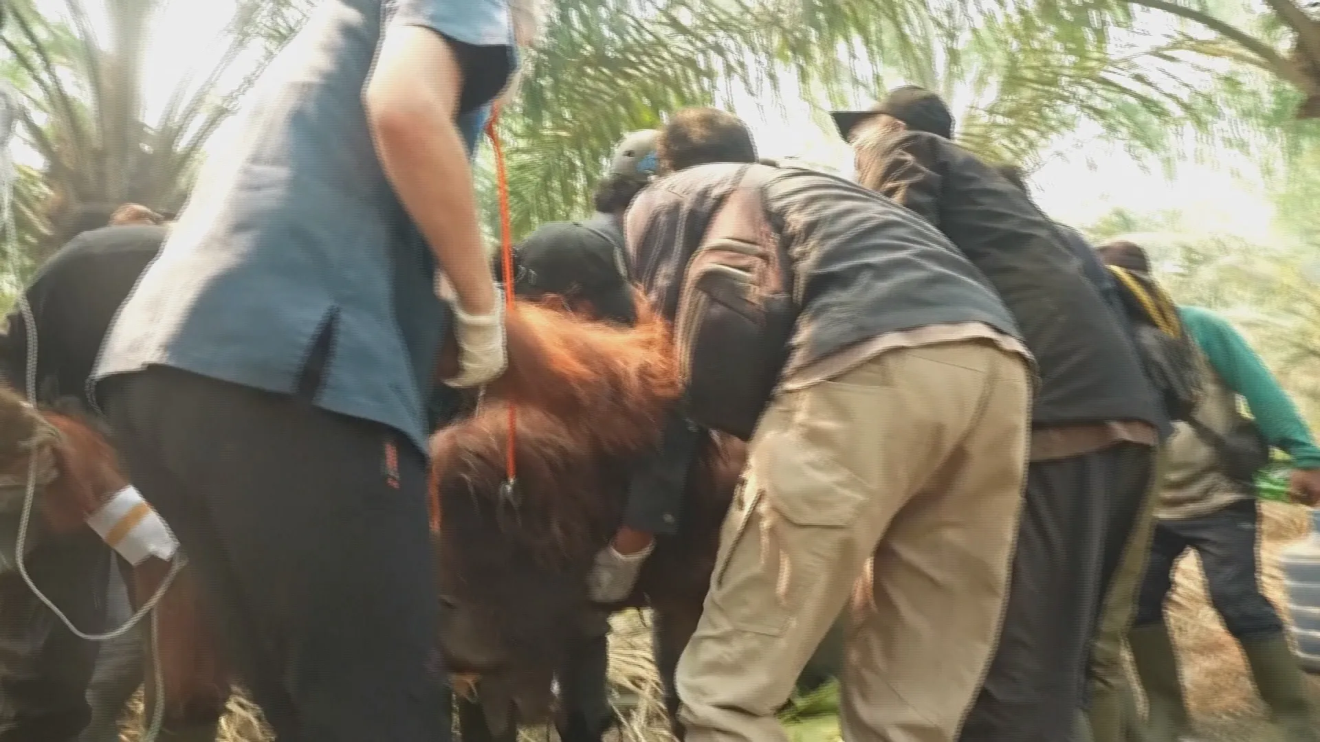 Indonesia: Chạy đua cứu đười ươi hoang dã khỏi "biển lửa" - Ảnh 3.