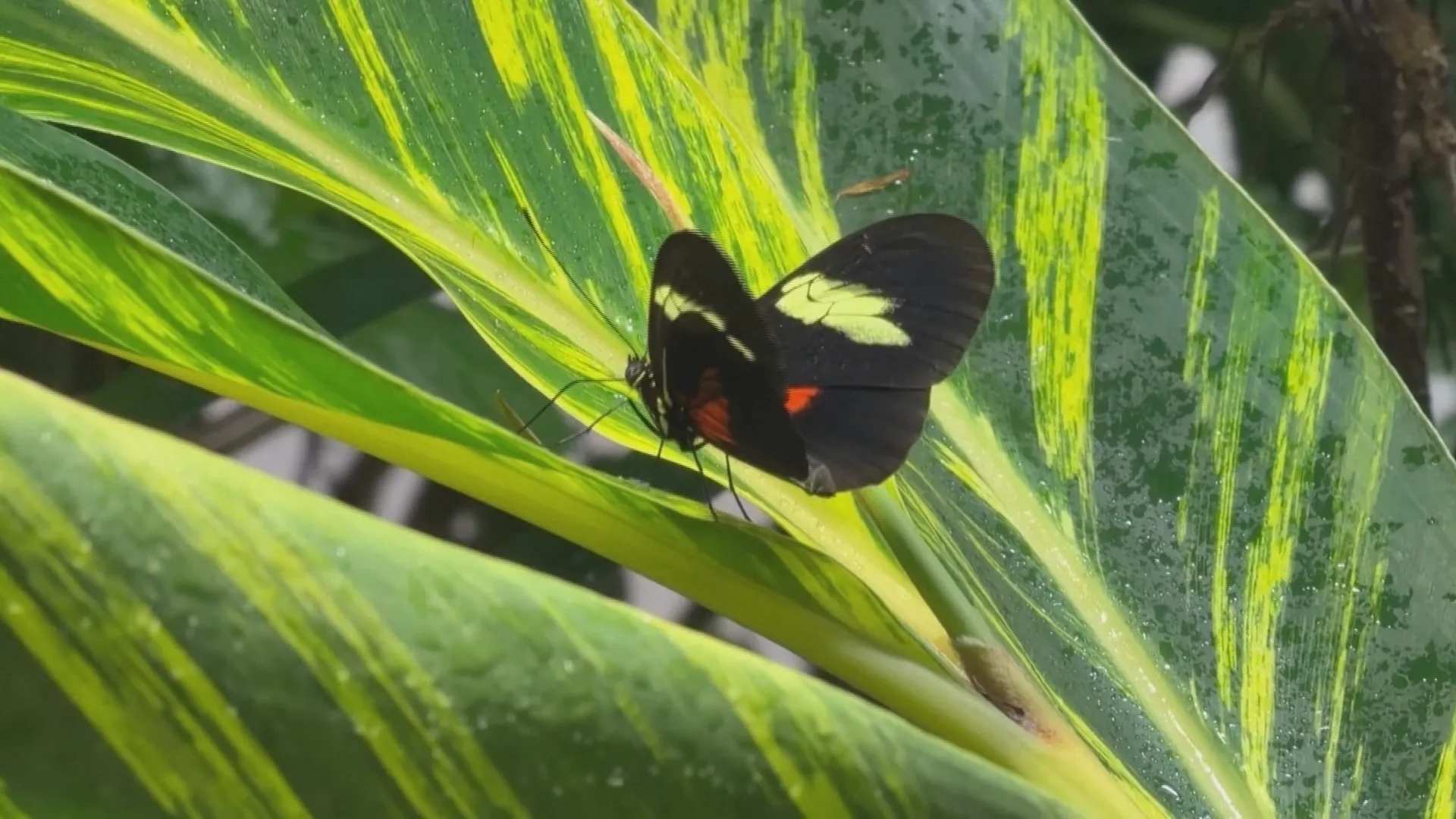 Một chú bướm thuộc loài Doris Longwing đậu trên chiếc lá sọc vàng xanh tại khu trưng bày bướm sống của bảo tàng