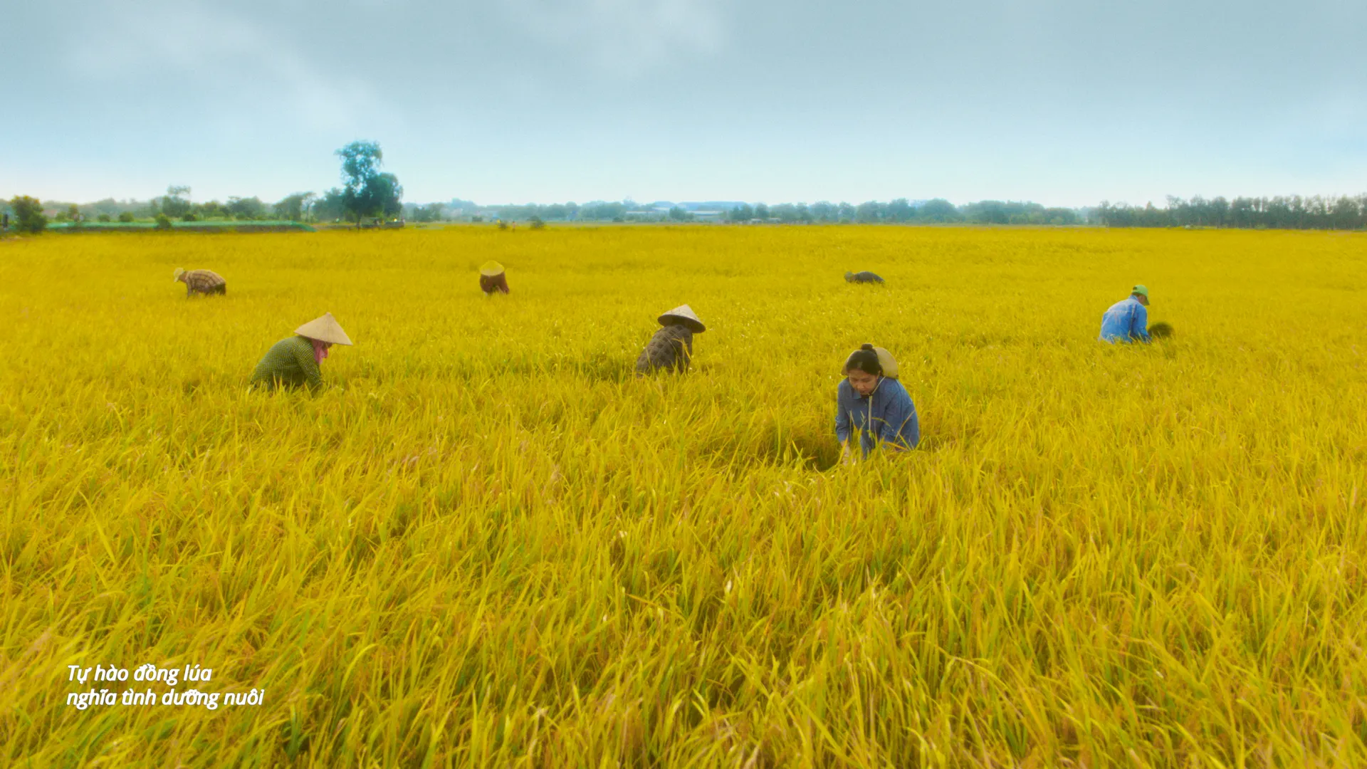 Phương Mỹ Chi - MV _Gạo Của Ta_