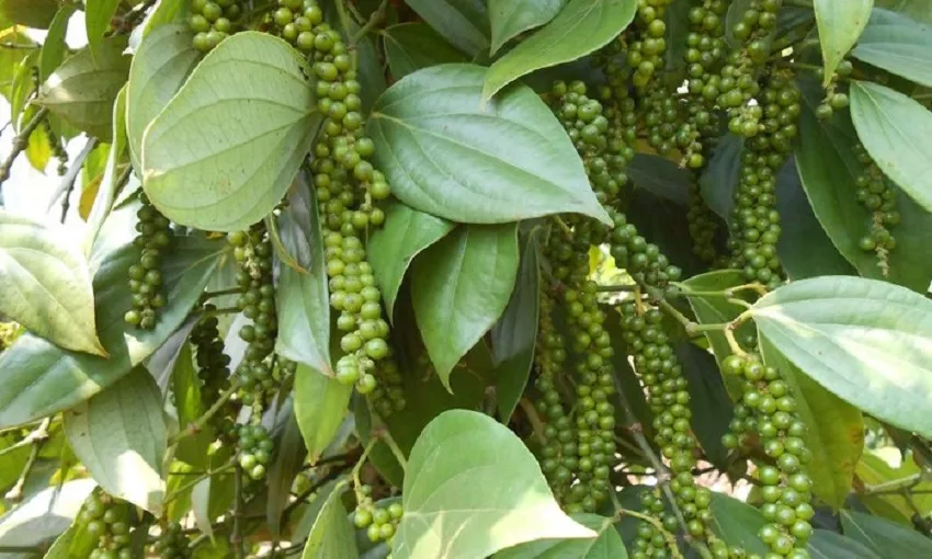Giá hồ tiêu ngày 19/10: Giá trong nước ở mức 137.500 - 140.000 đồng/kg