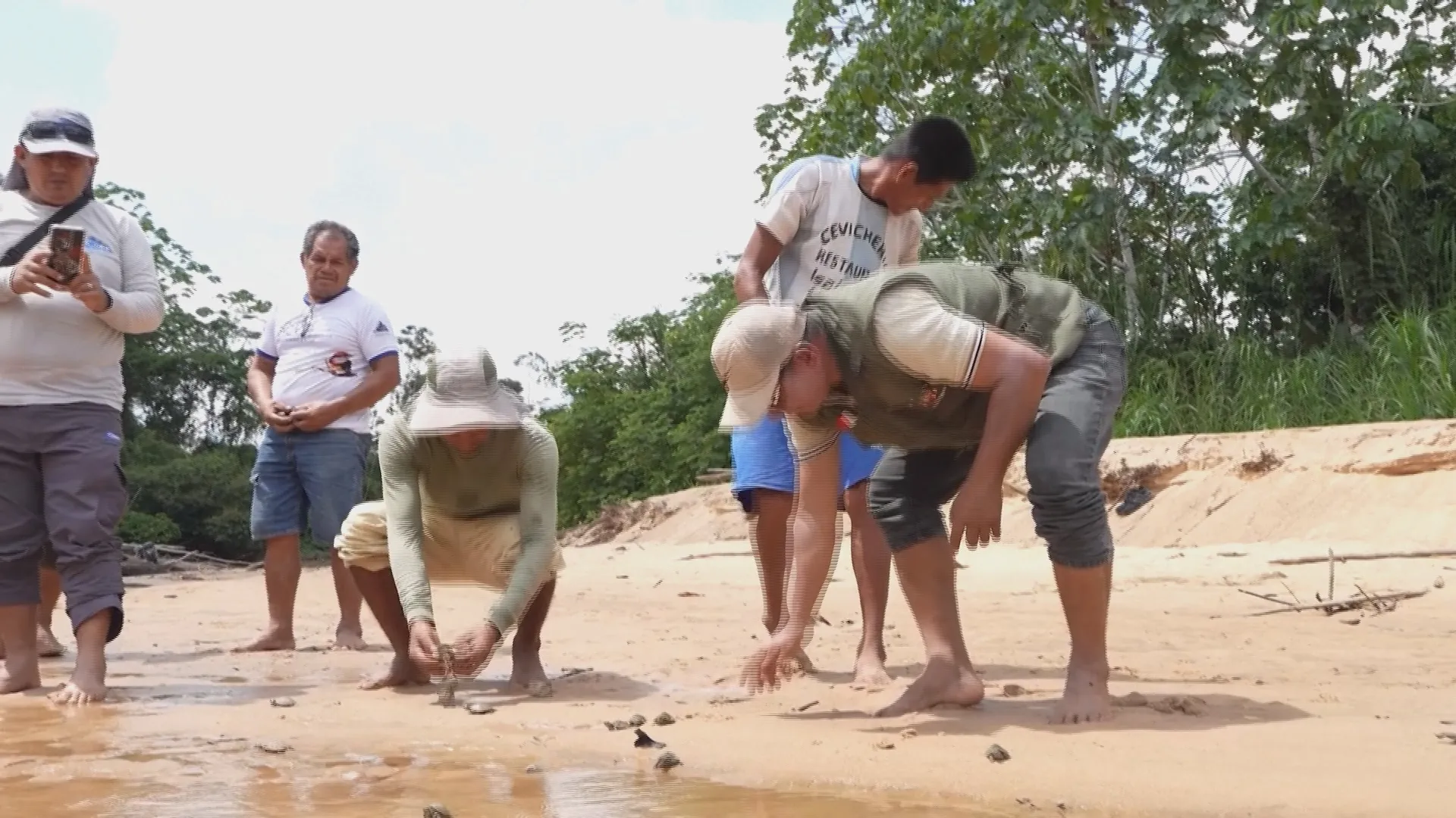 Hàng ngàn cá thể rùa nước ngọt quý hiếm được thả về lưu vực sông Huallaga và Ucayali thuộc rừng Amazon, Peru