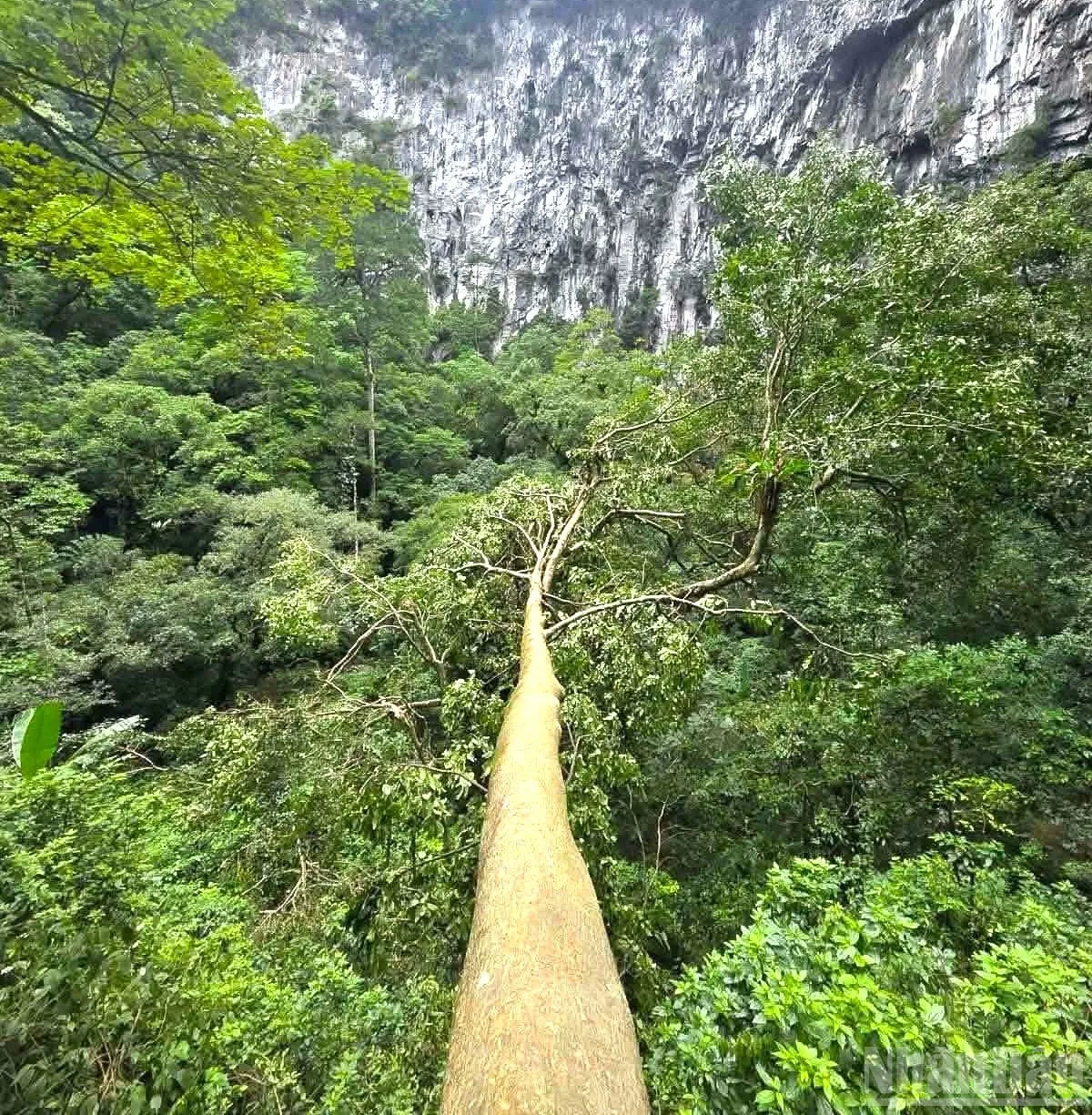 Một cây cổ thụ to lớn sống dưới đáy hố sụt